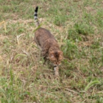 Thumbnail of new posts 054