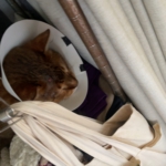 Thumbnail of new posts 168