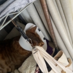 D365D4CA-8686-4893-A542-EC0EC109BAD5