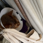 BDC8DAEC-9639-4055-9A1E-43C8BB12C3FB