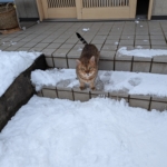 Thumbnail of new posts 073